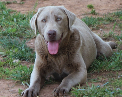 Silver Labrador and Charcoal Labrador gene information