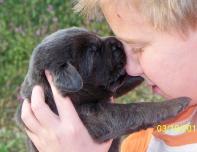 Charcoal labrador puppy giving puppy kisses