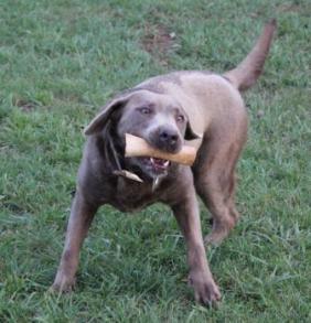 Sir Shadrick of Dale with Shimmering Silver Labradors