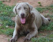 Silver Labrador female