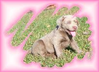 Sterling Silver Tonto